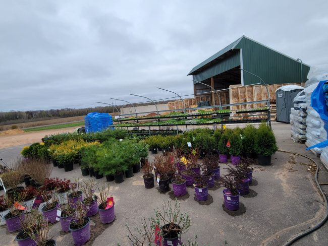 perennials 430